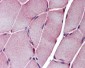 SGCE antibody - N-terminal region